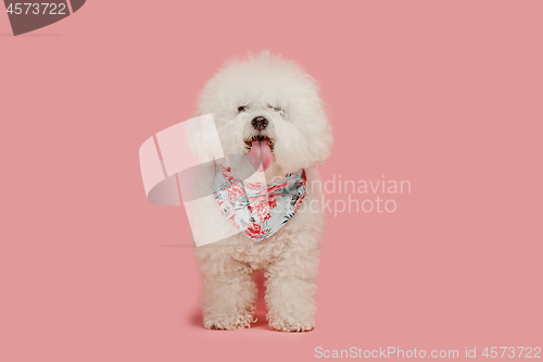 Image of A dog of Bichon frize breed isolated on pink color