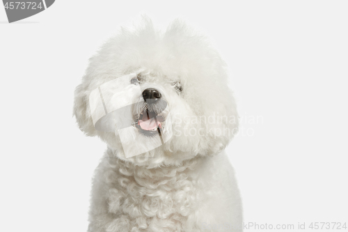 Image of A dog of Bichon frize breed isolated on white color