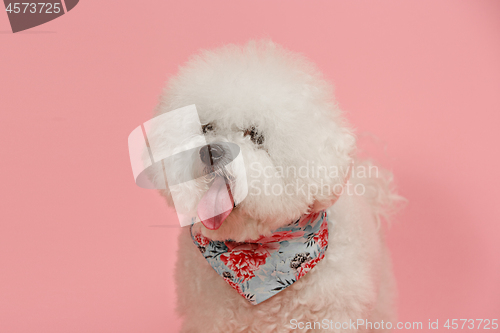 Image of A dog of Bichon frize breed isolated on pink color