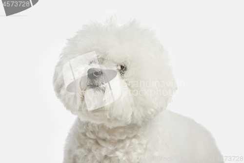Image of A dog of Bichon frize breed isolated on white color