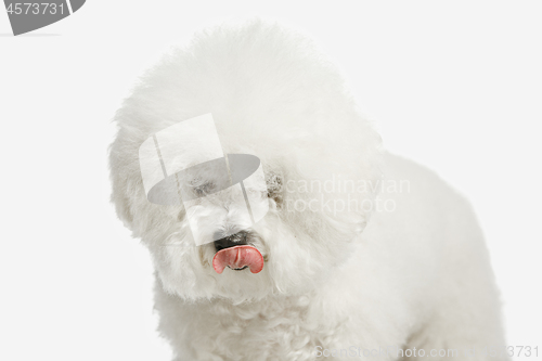 Image of A dog of Bichon frize breed isolated on white color