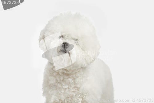 Image of A dog of Bichon frize breed isolated on white color