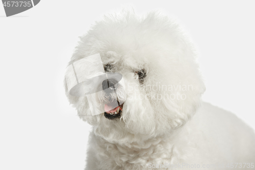 Image of A dog of Bichon frize breed isolated on white color