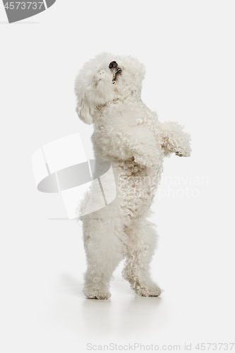 Image of A dog of Bichon frize breed isolated on white color