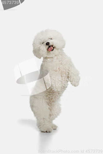 Image of A dog of Bichon frize breed isolated on white color