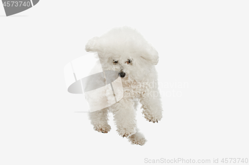 Image of A dog of Bichon frize breed isolated on white color