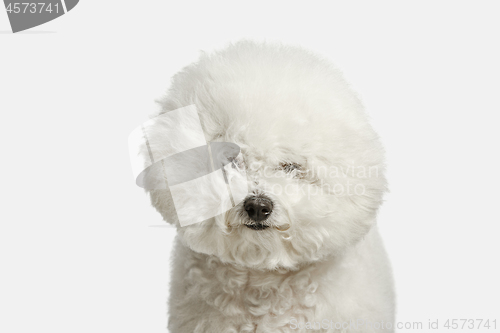 Image of A dog of Bichon frize breed isolated on white color