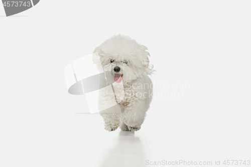 Image of A dog of Bichon frize breed isolated on white color