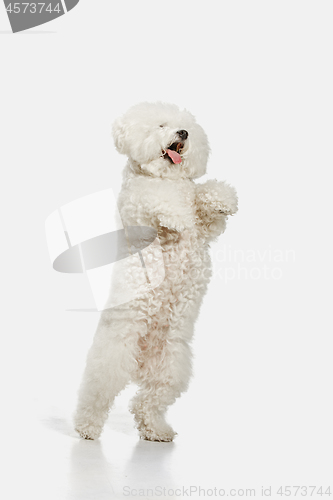 Image of A dog of Bichon frize breed isolated on white color