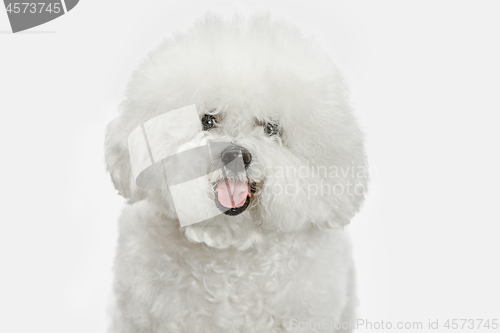 Image of A dog of Bichon frize breed isolated on white color