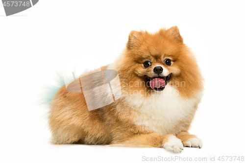 Image of cute Little young pomeranian cob isolated over white background