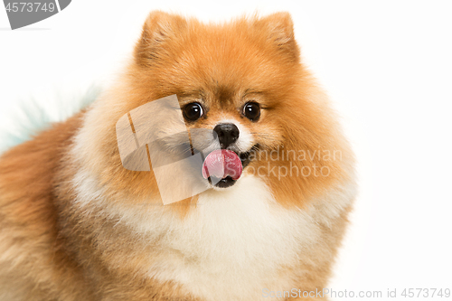 Image of cute Little young pomeranian cob isolated over white background