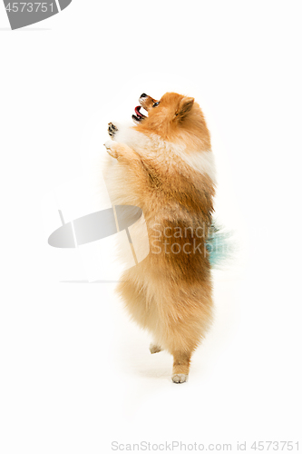 Image of cute Little young pomeranian cob isolated over white background