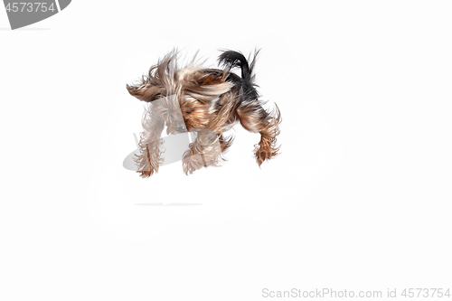 Image of Yorkshire terrier jumping against a white background