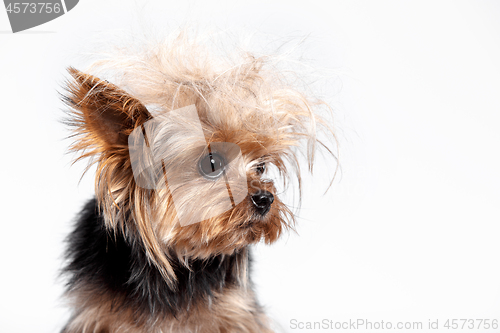 Image of Yorkshire terrier - head shot, against a white background