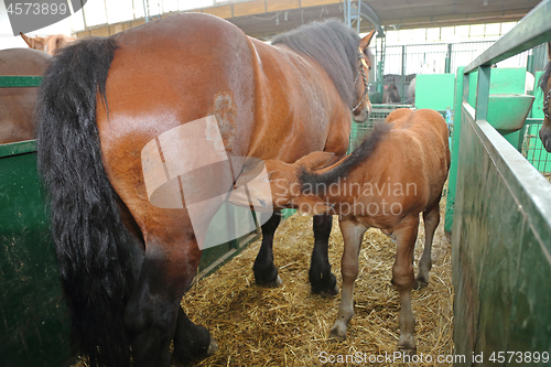 Image of Dam Horse Foal