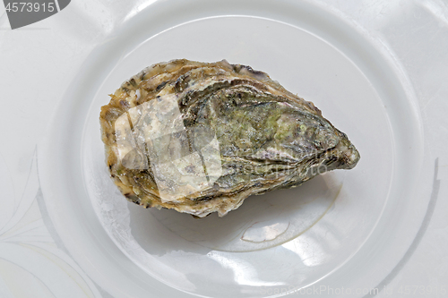 Image of Oyster at Plate