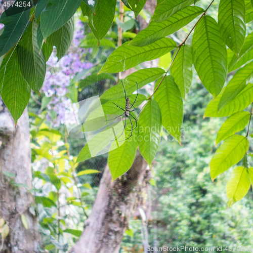 Image of big spider Bali Indonesia