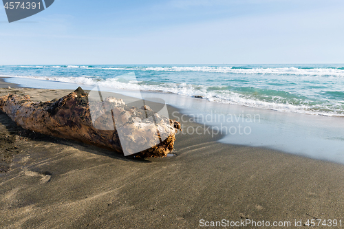 Image of Beautiful sea, the black sandy beach and big old log