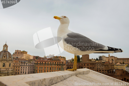 Image of Macro portrait of seagull