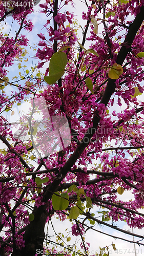 Image of Spring Cherry Blossom