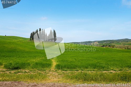 Image of Beautiful spring minimalistic landscape with Italian Cypress in Tuscany