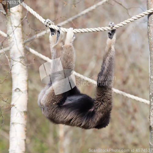 Image of Adult white handed gibbon