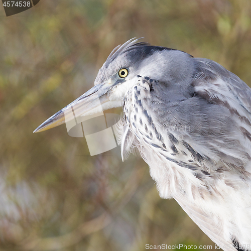 Image of Image of a great blue heron