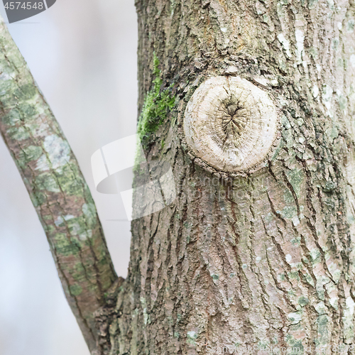 Image of Tree in nature