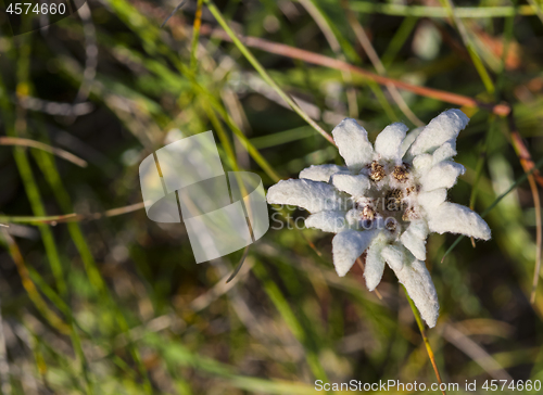 Image of Edelweiss protected alpine flower