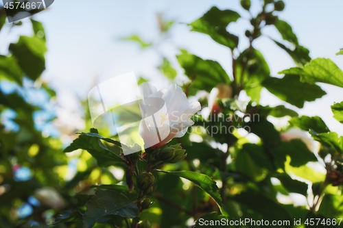 Image of White flower blooming outdoors on the tree