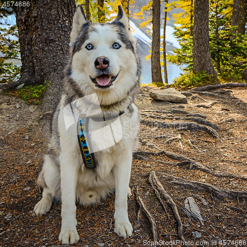 Image of Husky Dog on a hike