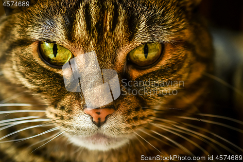 Image of Macro of a grumpy tabby domestic cat