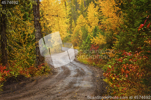 Image of A dirt road in a forest in fall