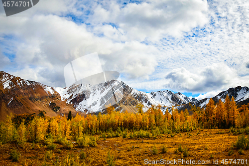 Image of Golden Larch and Snowy Mountains British Columbia, Canada 