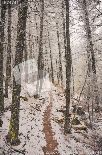 Image of Winter Hiking Trekking trail in winter