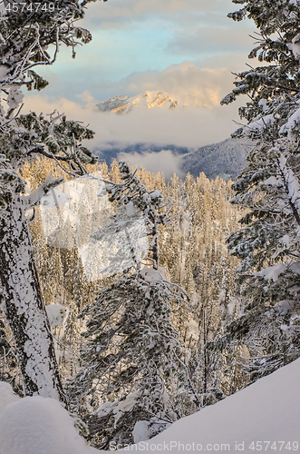 Image of Cloudy Mountain Through the Trees Winter