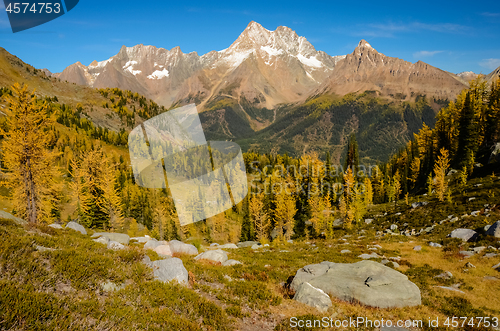 Image of Fall Larch Jumbo Pass Purcell Mountains