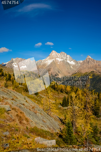 Image of Fall Larch Jumbo Pass Purcell Mountains