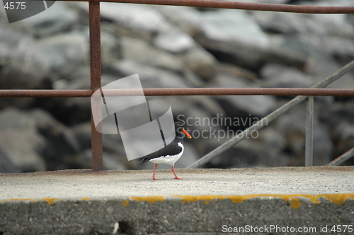 Image of Oyster catcher_21.04.2005