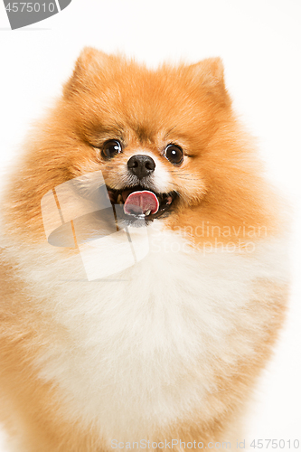 Image of cute Little young pomeranian cob isolated over white background