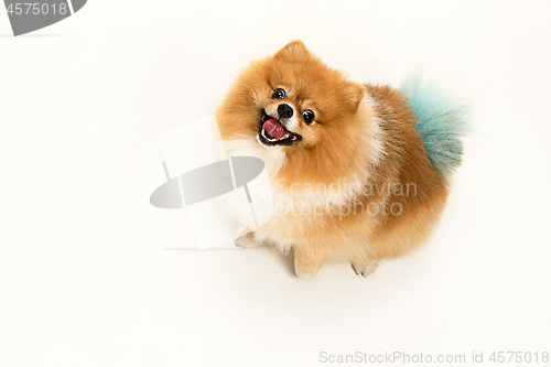 Image of cute Little young pomeranian cob isolated over white background