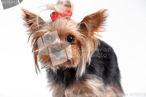 Image of Yorkshire terrier - head shot, against a white background