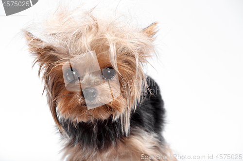 Image of Yorkshire terrier looking at the camera in a head shot, against a white background