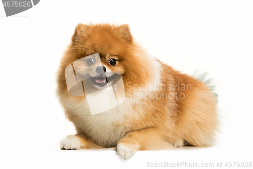 Image of cute Little young pomeranian cob isolated over white background