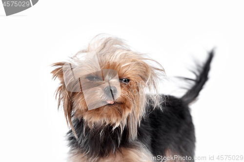 Image of Yorkshire terrier looking at the camera in a head shot, against a white background