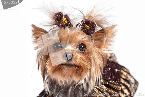 Image of Yorkshire terrier looking at the camera in a head shot, against a white background