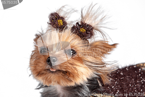 Image of Yorkshire terrier - head shot, against a white background