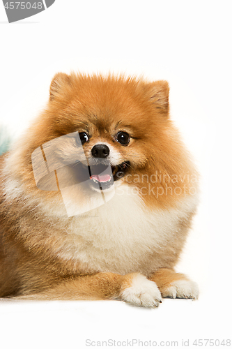 Image of cute Little young pomeranian cob isolated over white background