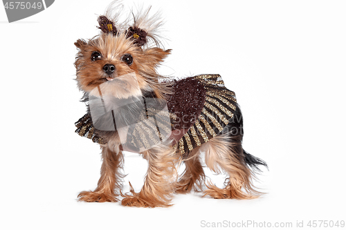 Image of Yorkshire terrier looking at the camera in a head shot, against a white background